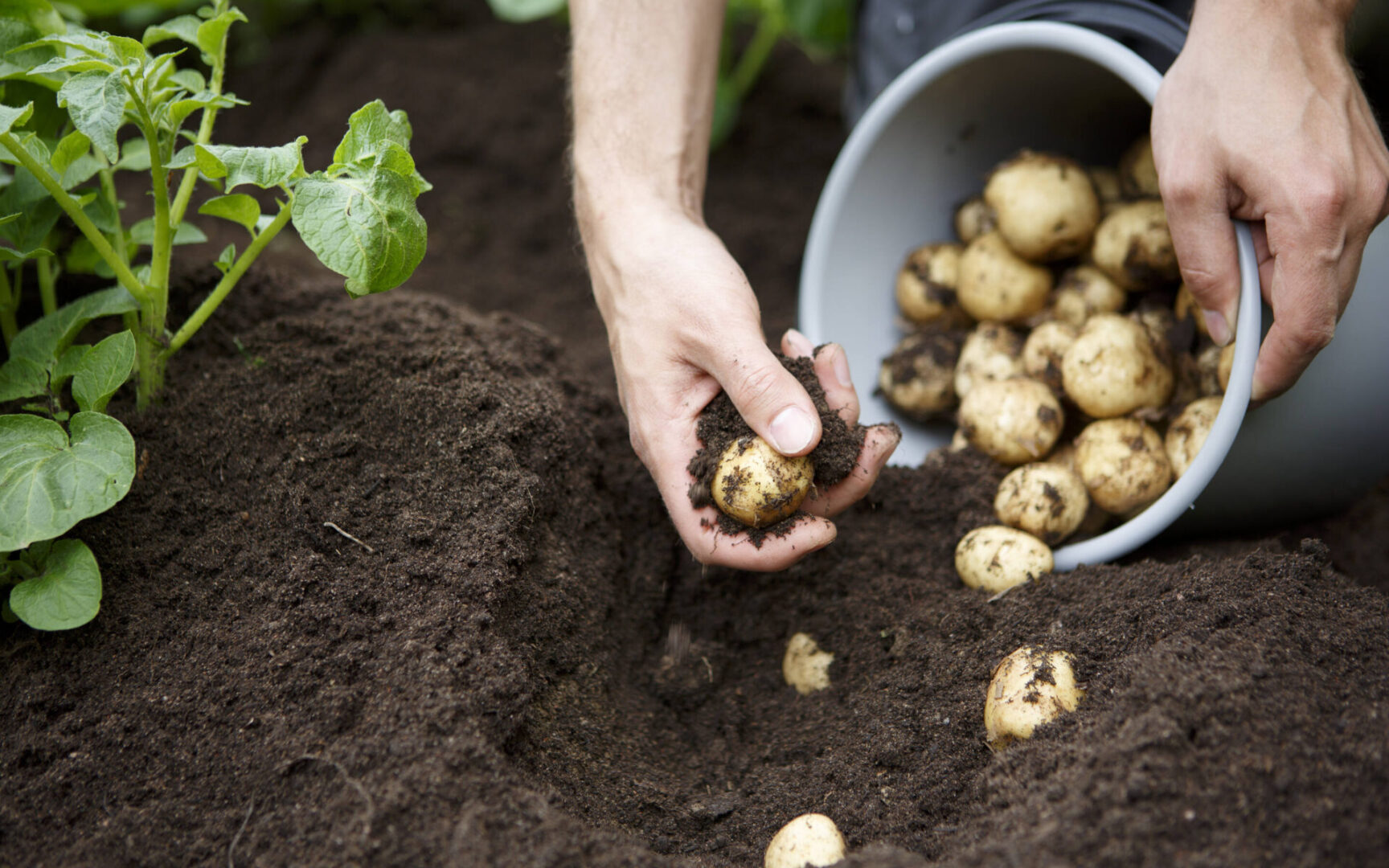 Hõlpsalt kvaliteet kartulit