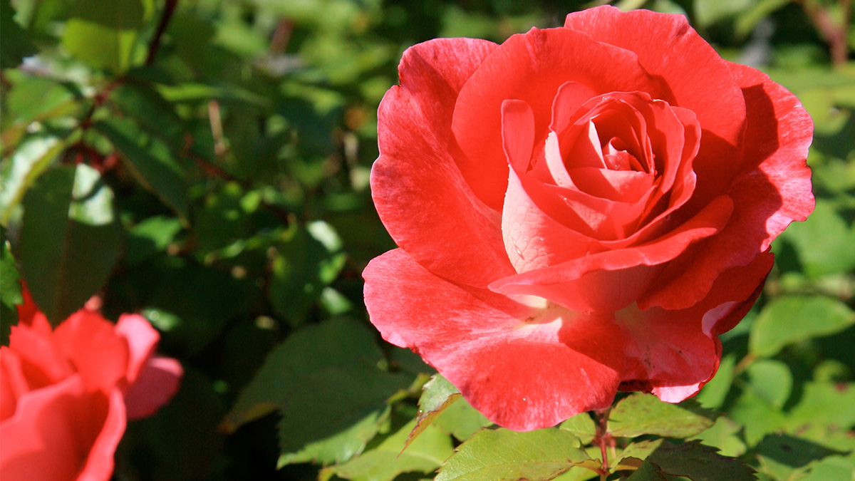 Все на посадки! Культурные розы