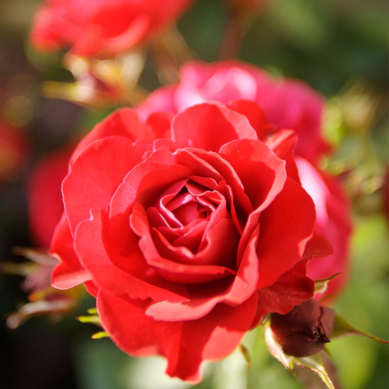 Kekkilä Erikoismulta perennoille ja ruusuille on kehitetty monivuotisille kasveille