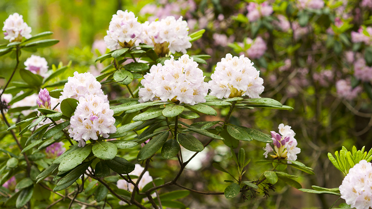 Sodinimo metas! Rododendrai