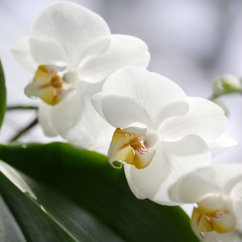 Kekkilä Orkideamulta on erikoiskasvualusta orkideoille