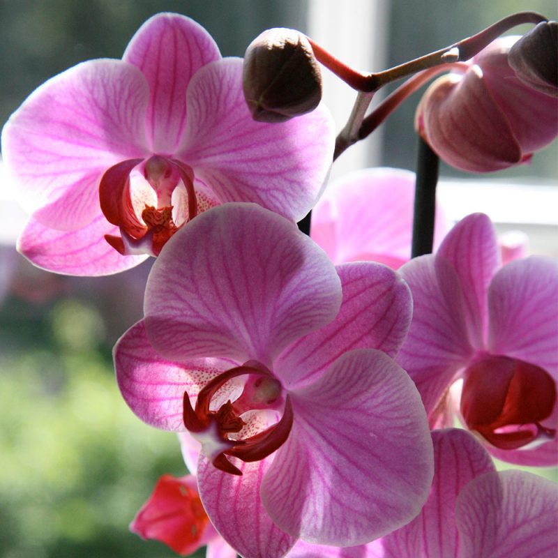 Kekkilä Orkideamulta on karkea ja vettä läpäisevä kasvualusta orkideoille