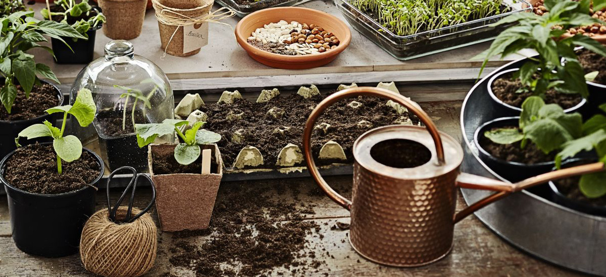 Stādu audzēšana saviem spēkiem – sēklu sēšana