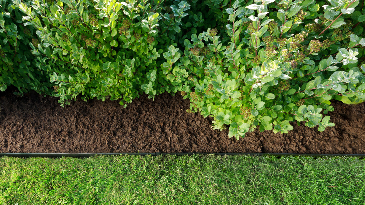 Viis nõuannet põõsaste istutamiseks