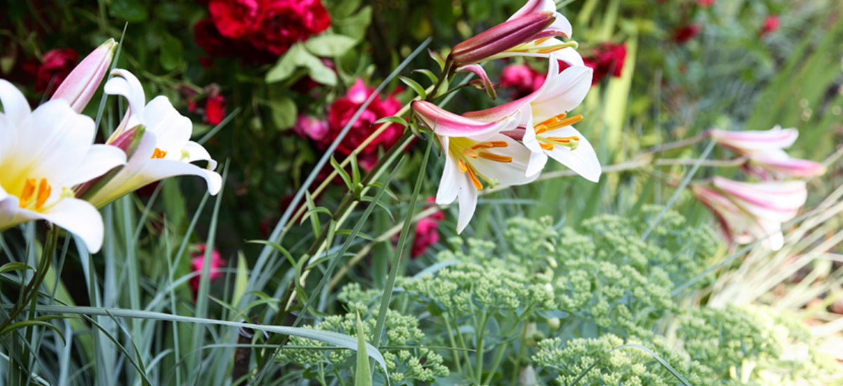 Püsiktaimede toredus