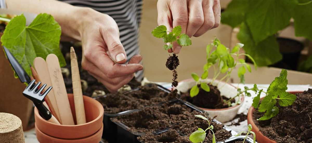 Stādu audzēšana saviem spēkiem – piķēšana
