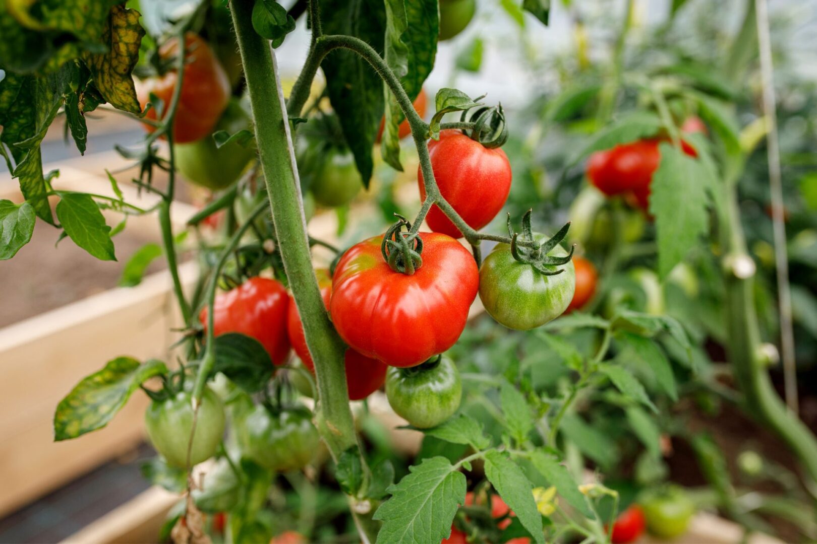 Tomati kasvatamine
