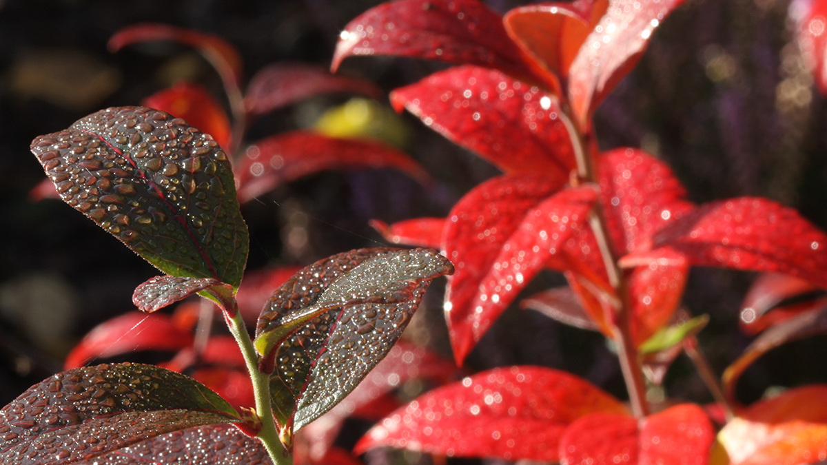 Nõuanded sügiseseks istutamiseks