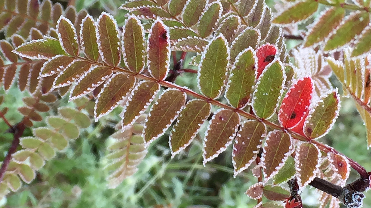 Koehne pihlakas – sügise iludus