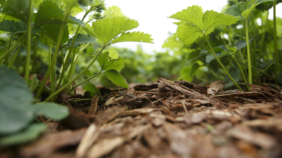 Mulčias suteikia sodui galutinę apdailą