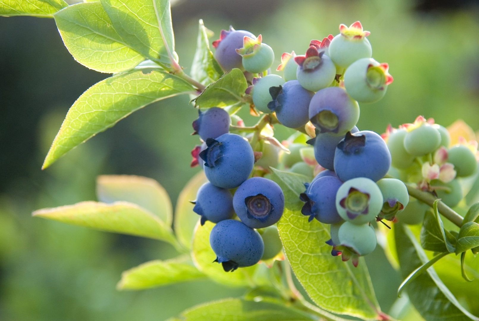 Посадка кустов черники