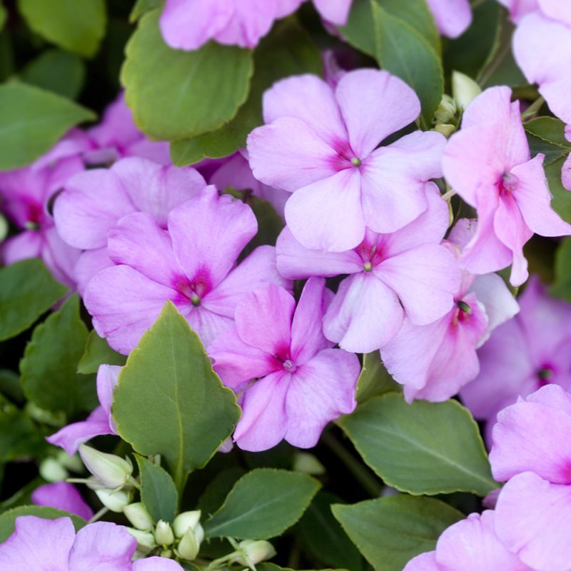 Ahkeraliisa Impatiens walleriana Pink