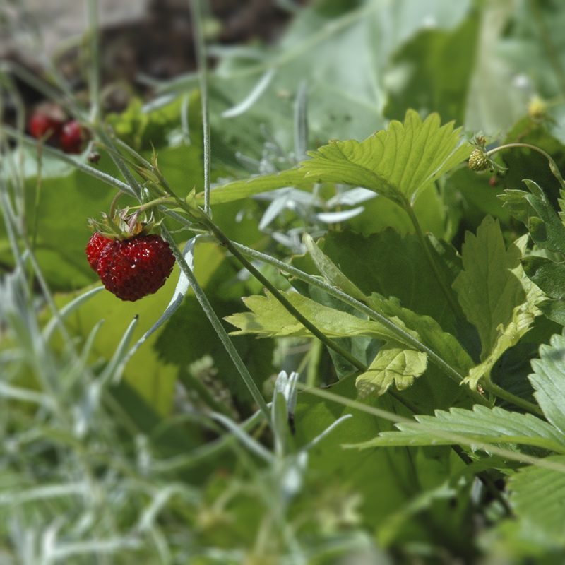 Ahomansikka Fragaria vesca