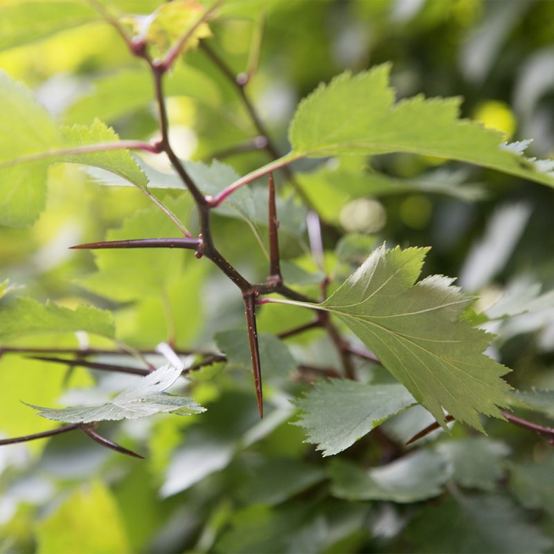 Aitaorapihlajan Crataegus grayana piikkinen oksa