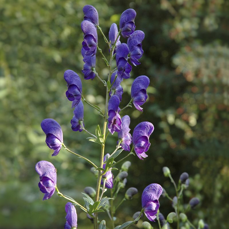 Aitoukonhattu Aconitum napellus