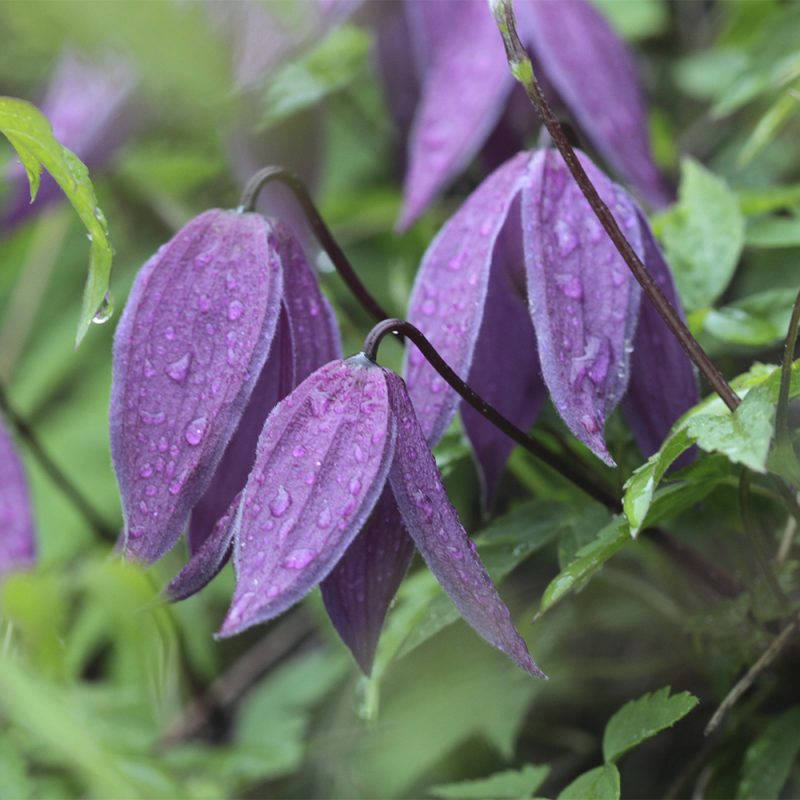 Alppikarho Clematis alpina, Tarha-alppikärhö