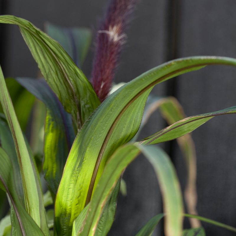 Amerikansulkahirssi Pennisetum glaucum lehti