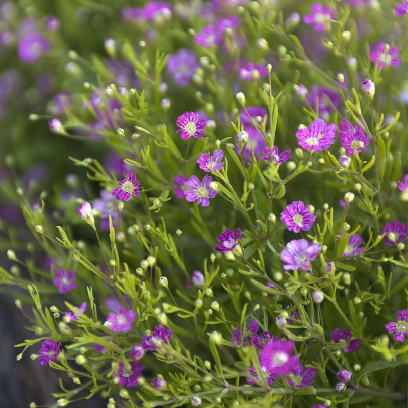 Amppeliharso Gypsophila muralis kukkii runsaana