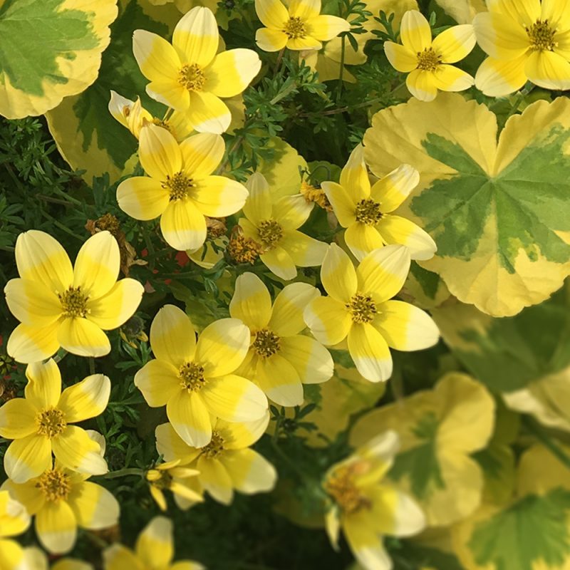 Amppelirusokki Bidens ferulifolia