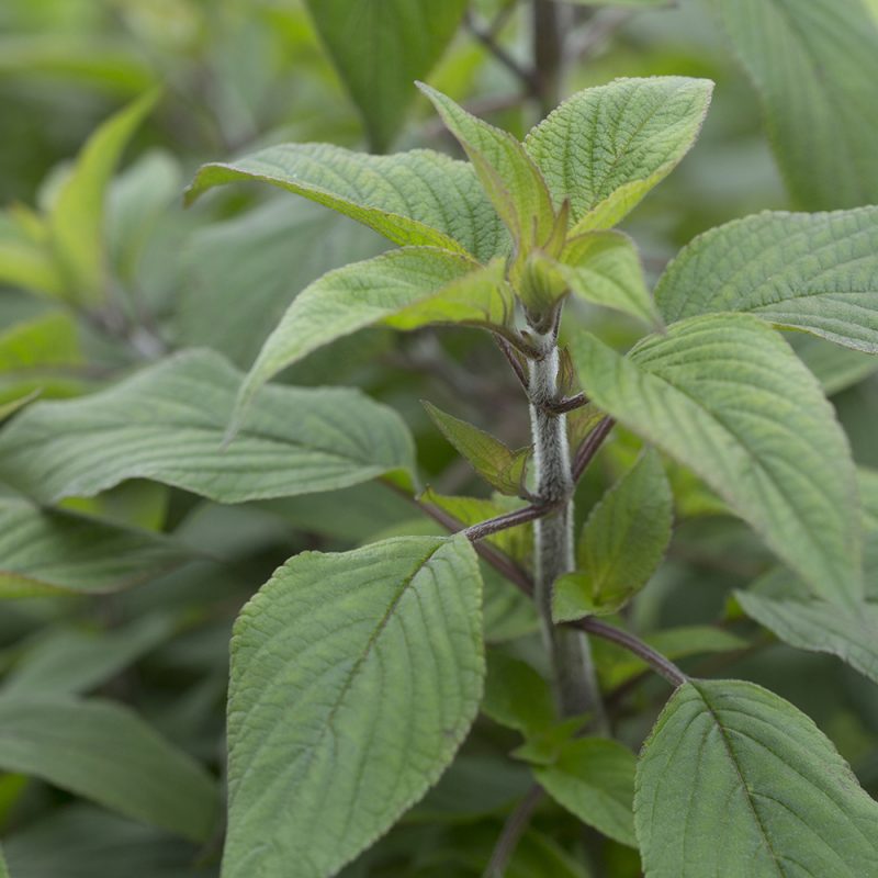 Ananassalvia Salvia elegans