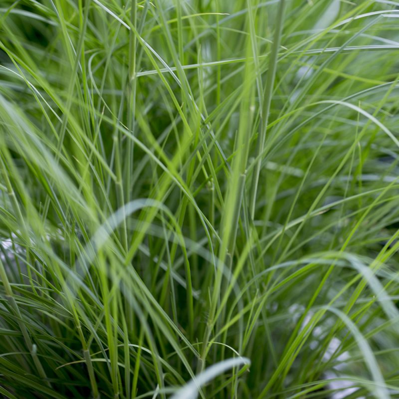 Arabiansulkahirssi Pennisetum setaceum