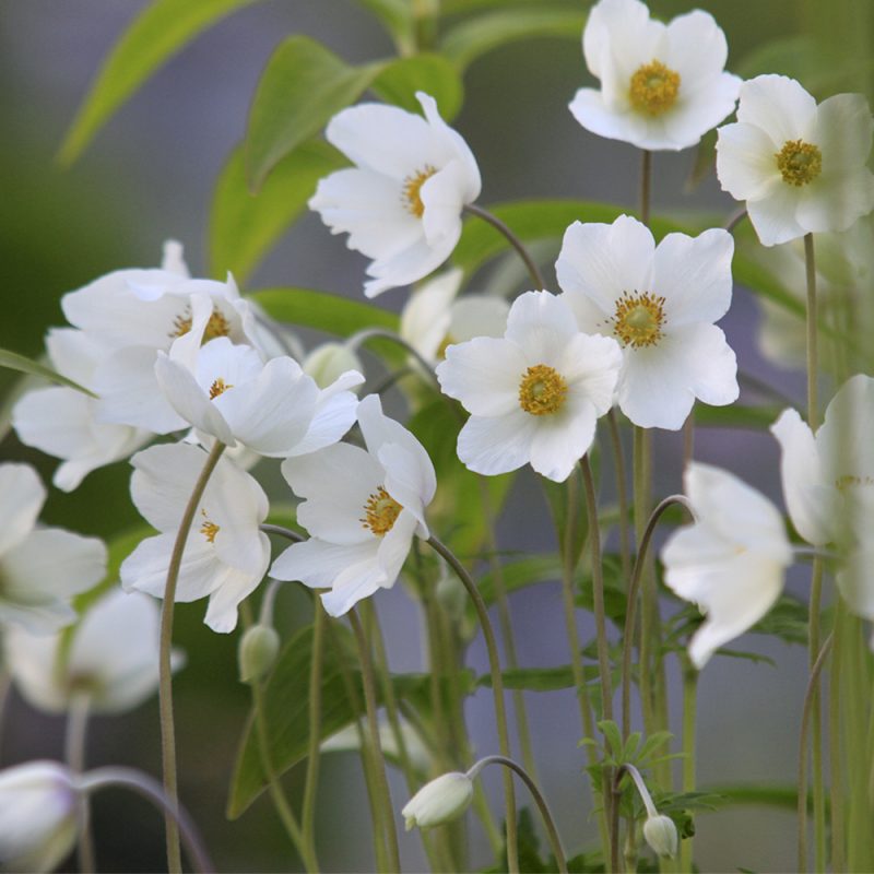 Arovuokko Anemone sylvestris, läheltä