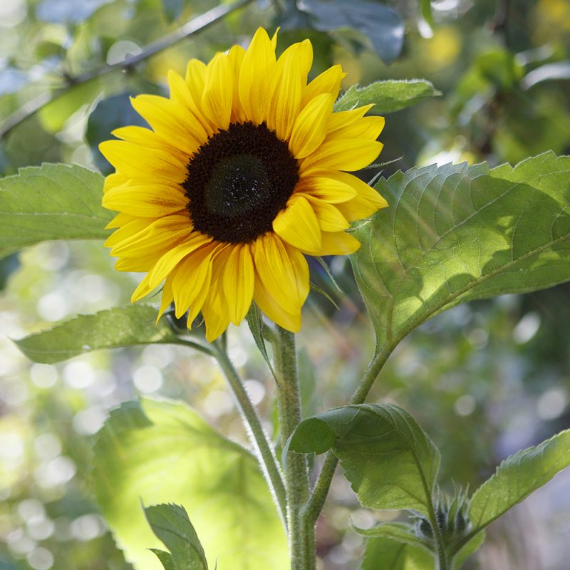 Auringonkukka Helianthus annuus