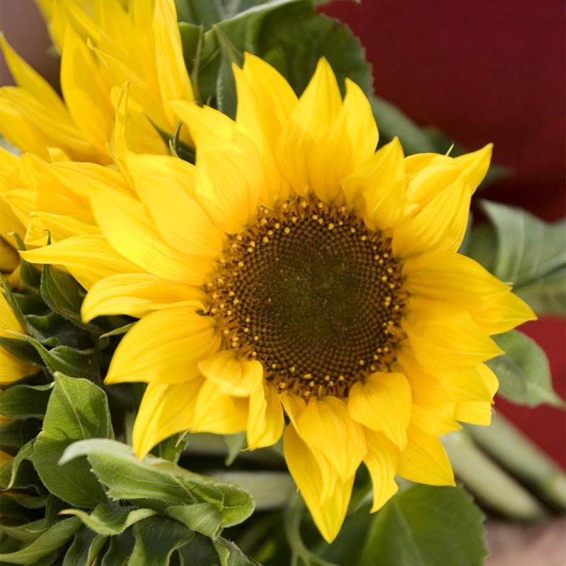 Auringonkukan Helianthus annuus keltainen kukka