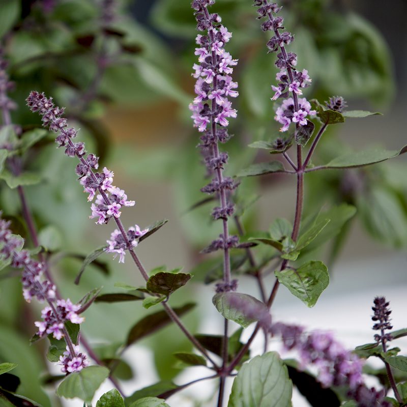 Basilika 'Magic Blue' Ocimum basilicum