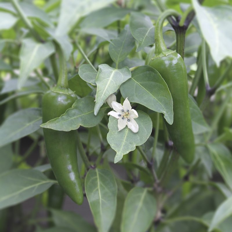 Chilipaprika Capsicum annuum Chili-ryhma