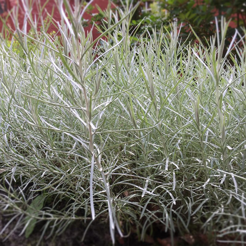 Curry-yrtti Helicrysum italicum Kekkilä