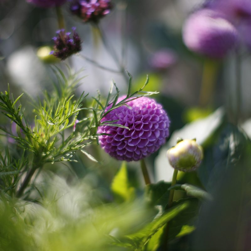 Daalia Dahlia hortensis, ponpondaalia