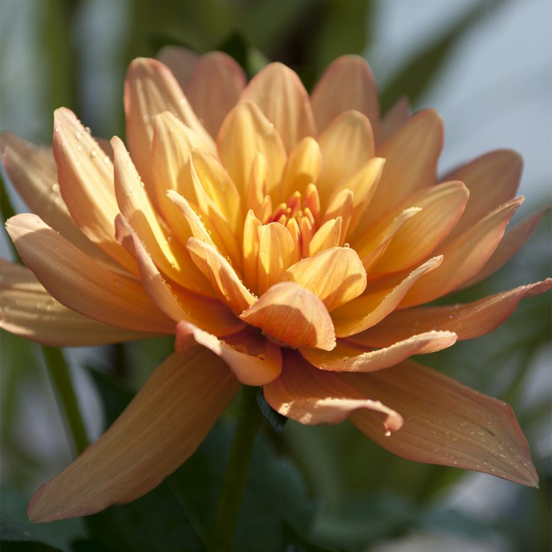 Daalia Dahlia hortensis, lummedaalia