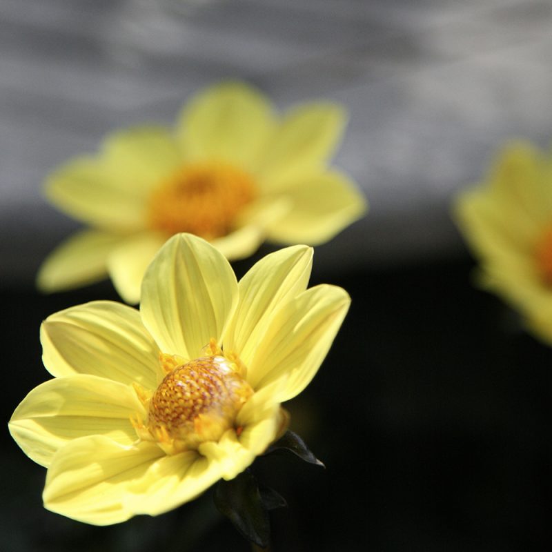 Daalia Dahlia hortensis, anemonedaalia