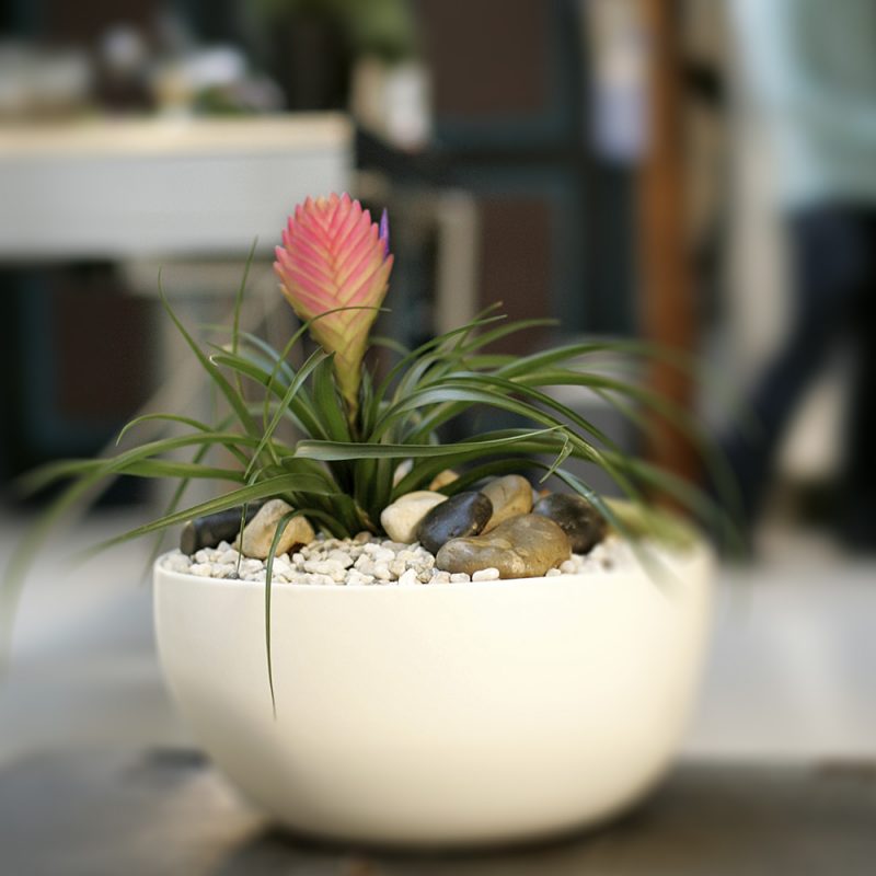 Eliaksentillandsia Tillandsia cyanea vaaleanpun Kekkilä