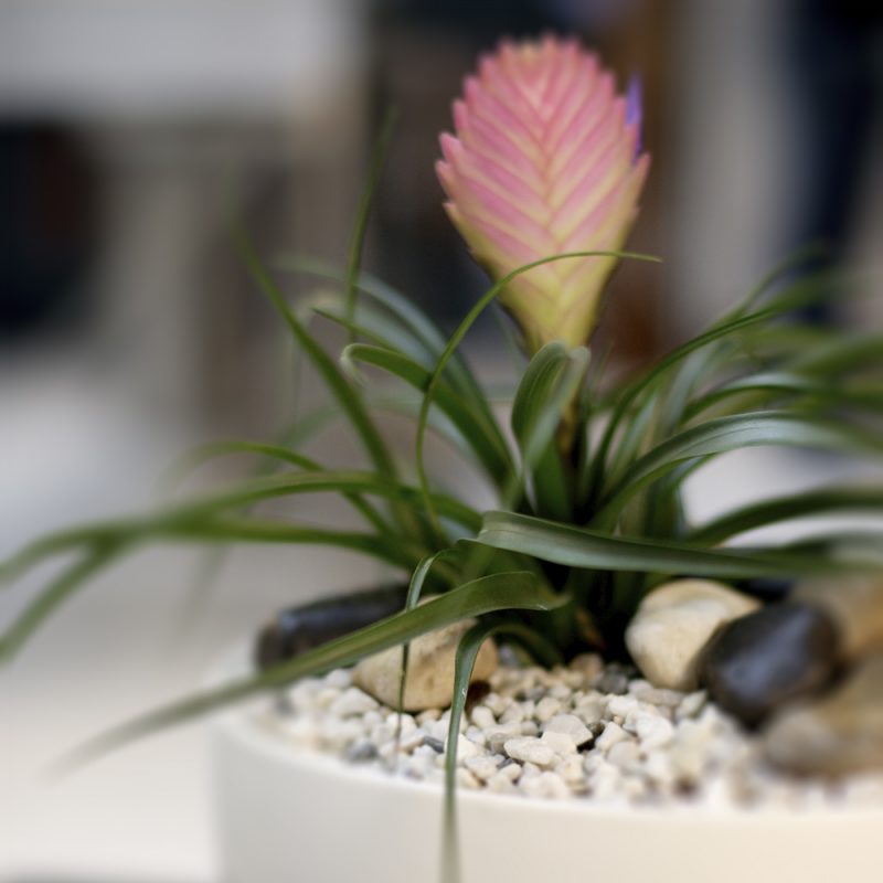 Eliaksentillandsia Tillandsia cyanea vaaleanpun Kekkilä