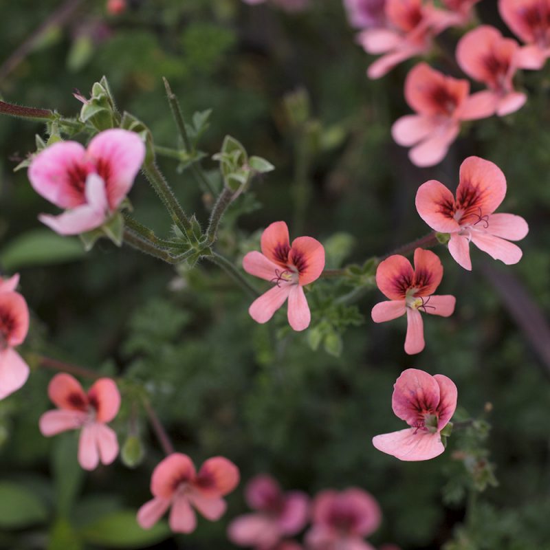 enkelipelargoni_pelargonium-angeleyes_kekkila, vaaleanpunainen