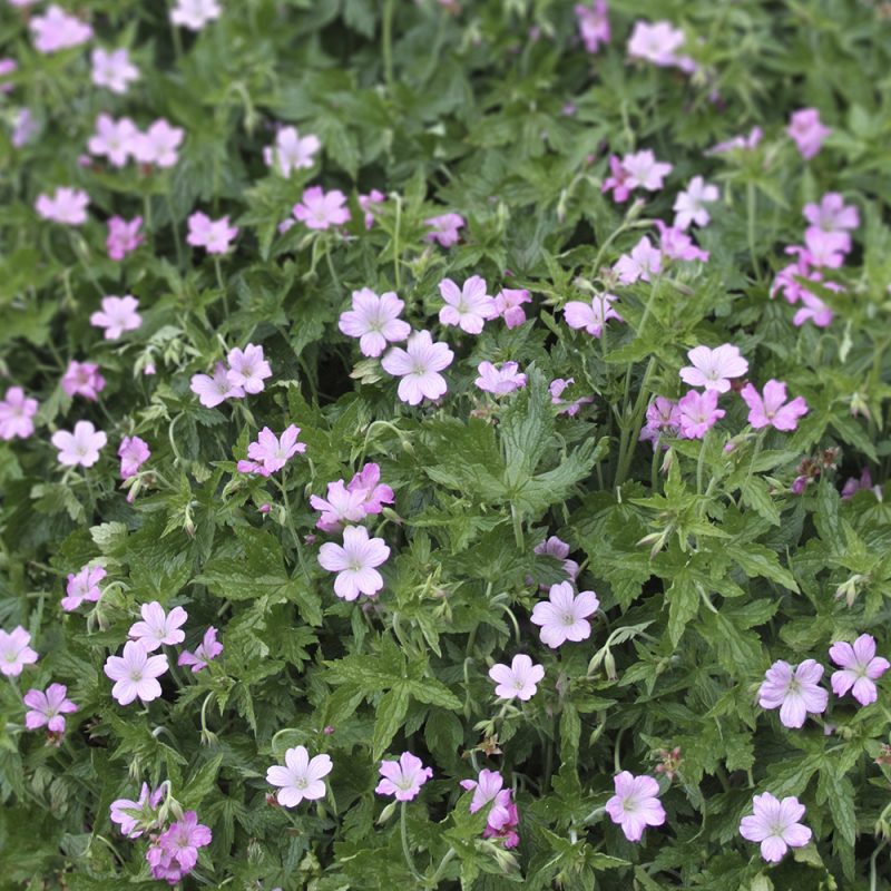 Espanjankurjenpolvi Geranium endressii