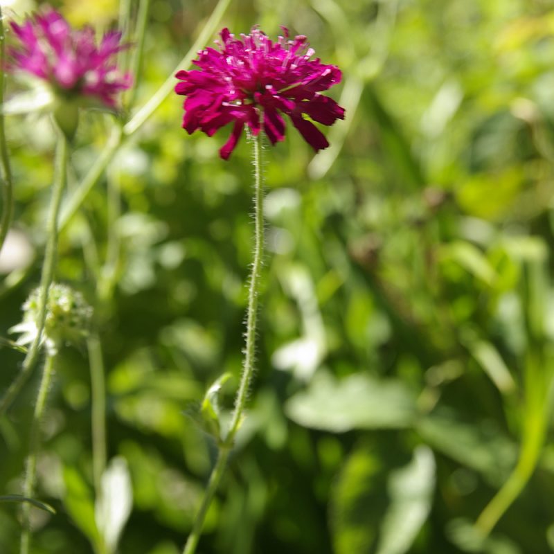 Etelänruusuruoho Knautia macedonica