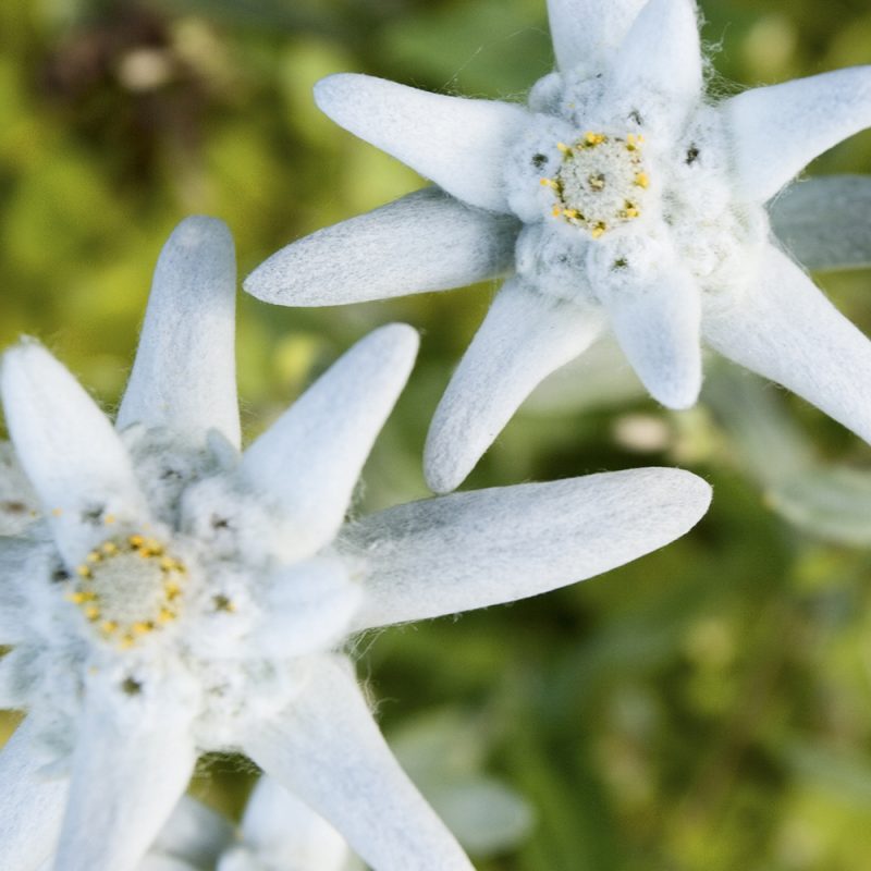 Euroopanalppitähti Leontopodium alpinum