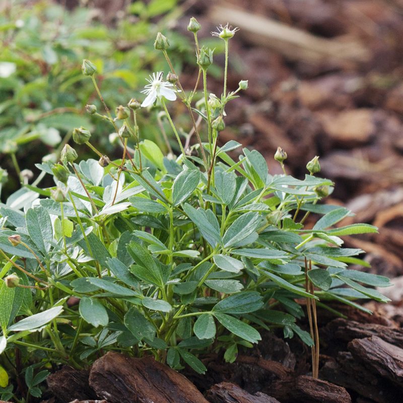 Grönlanninhanhikki Potentilla tridentata ’Nuuk’