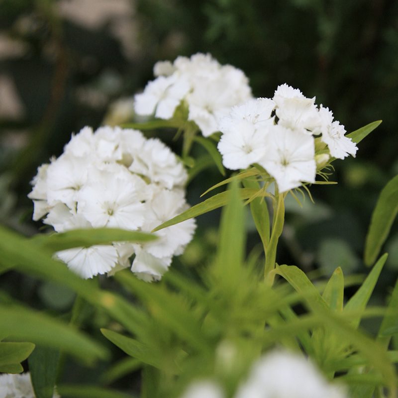 Harjaneilikka Dianthus barbatus, valkoinen