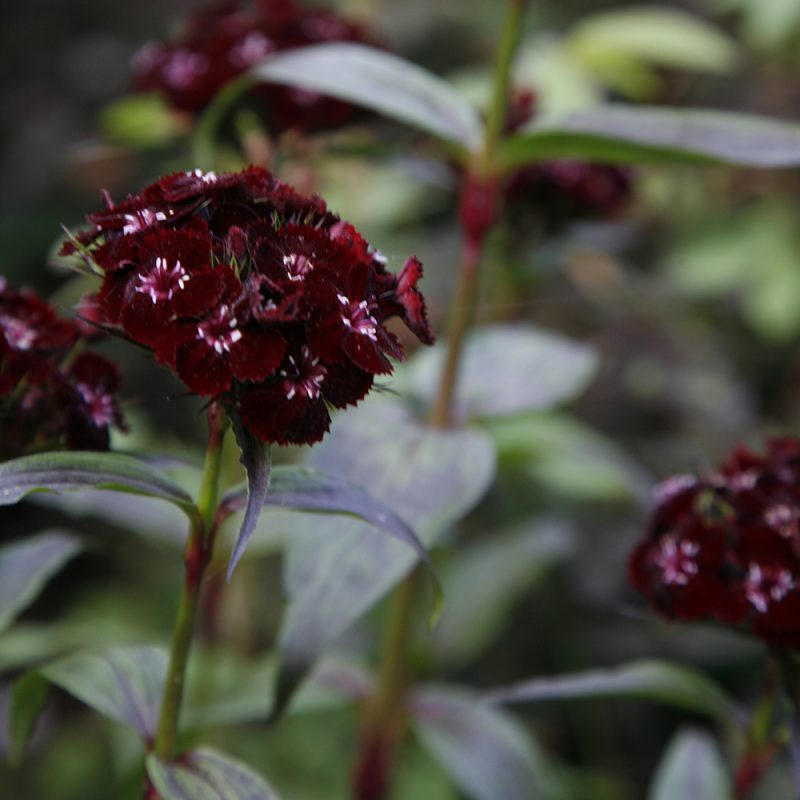 Harjaneilikka Dianthus barbatus