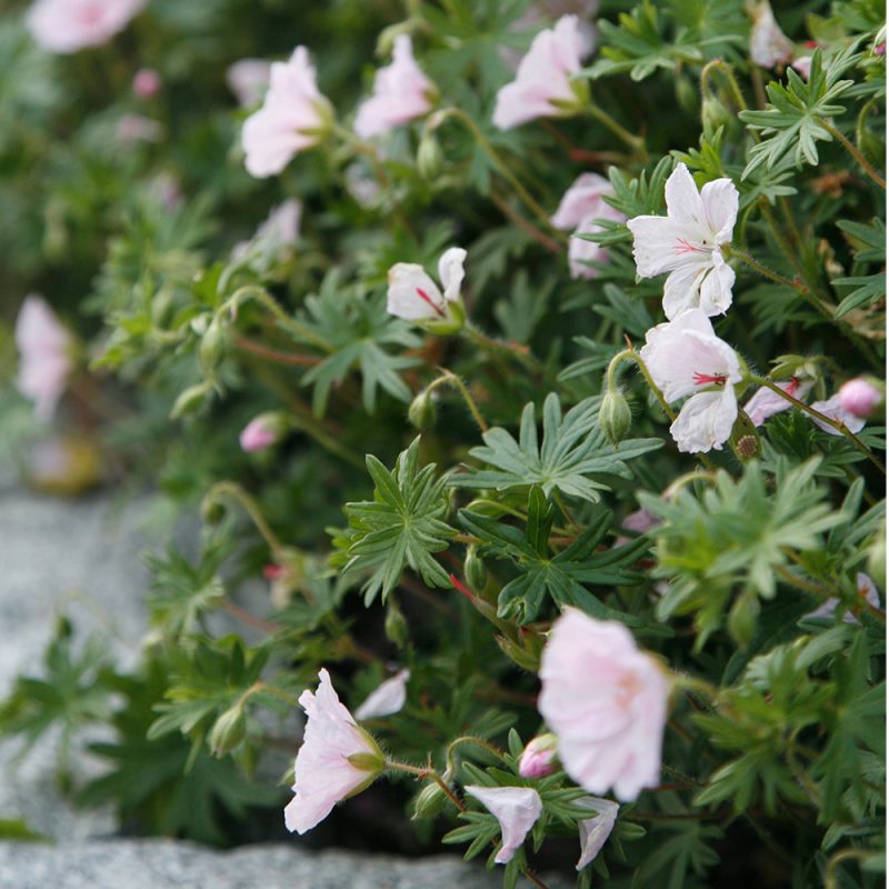 Harmaakurjenpolvi Geranium cinereum 'Ballerina', vaaleanpunainen