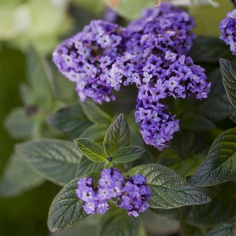 Heliotroopin Heliotropium arborescens kukka