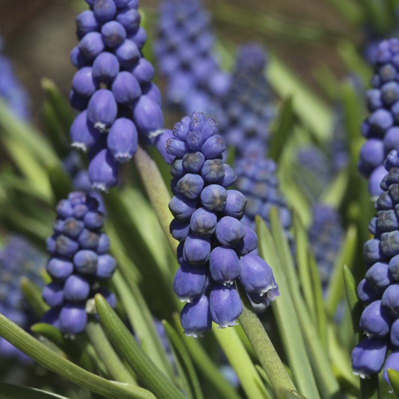 Helmililja Muscari sp.