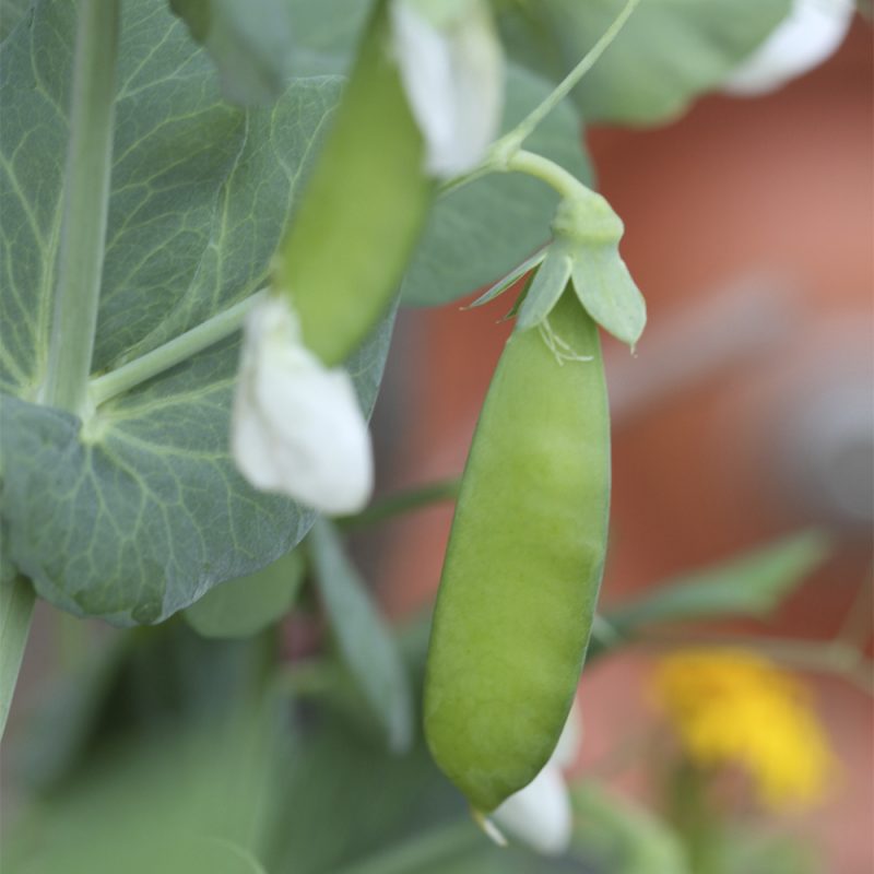 Herneen palko Pisum sativum