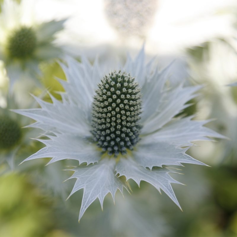 Hohtopiikkiputki Eryngium giganteum