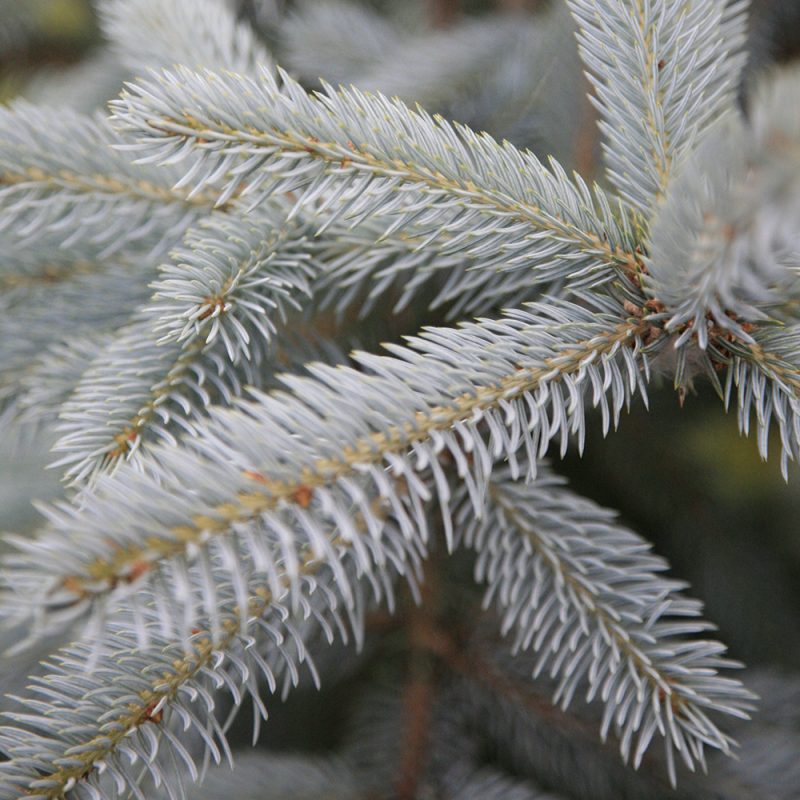 Hopeakuusi Picea pungens