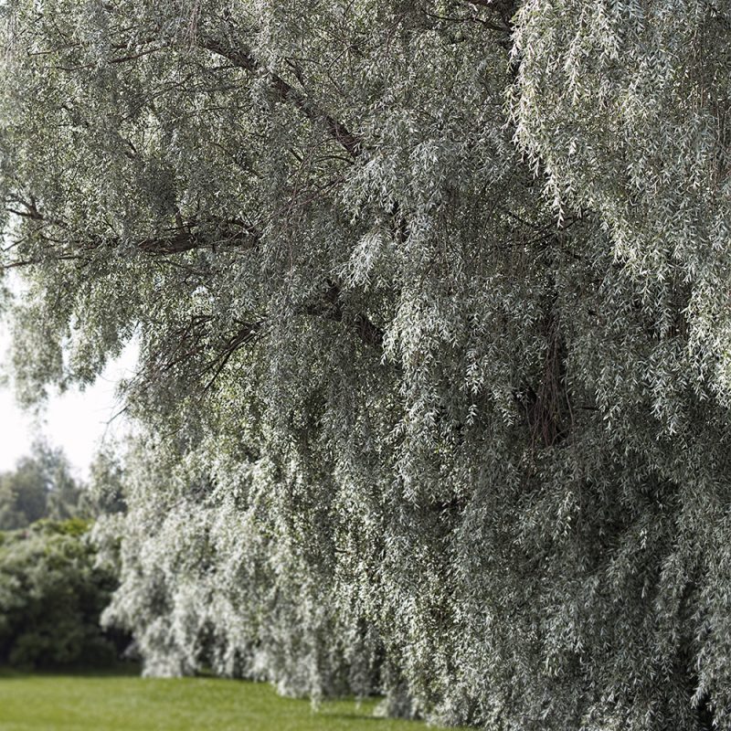 Hopeasalava Salix alba var. sericea ’Sibirica’